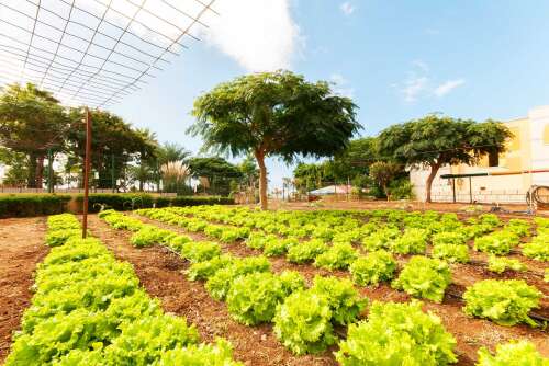 Foto Colegio Internacional Costa Adeje #2